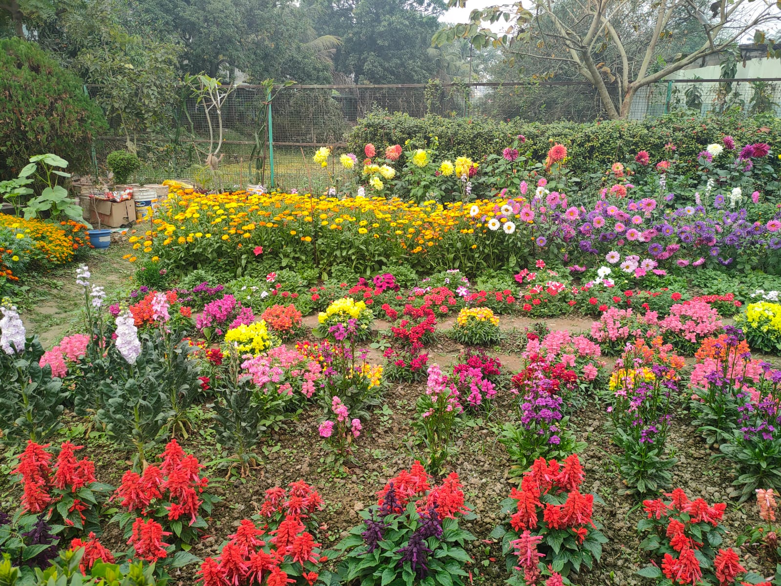 School Garden